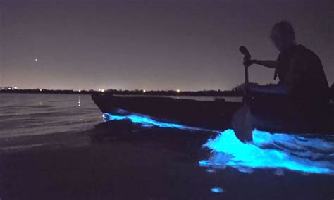 Kayak Through Florida’s Amazing Bioluminescent Waters