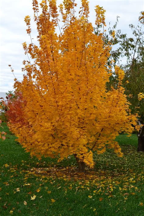 'Kansas City Gold' Shantung Maple introduced by Grimm's Gardens | Lawn and landscape, Unique ...