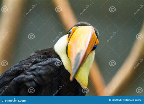 Toucan Looking Dead on. Funny Stock Image - Image of pose, beak: 98548617