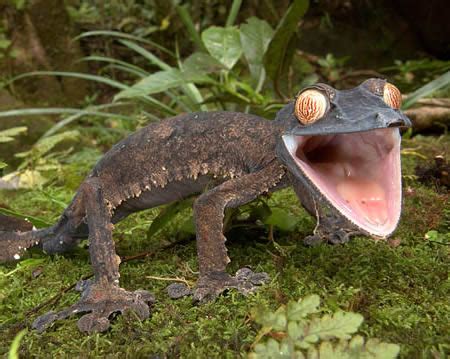 Leaf-Tailed Gecko