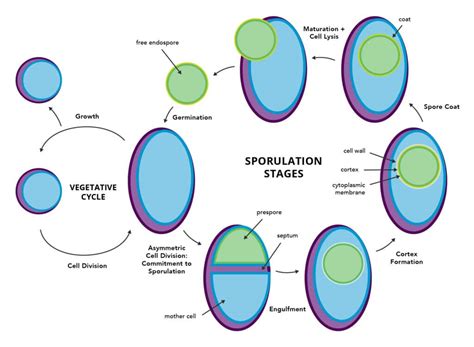 Spore-forming Bacteria Can Be a Tough, Hidden Menace in Food Processing - Sterilex®