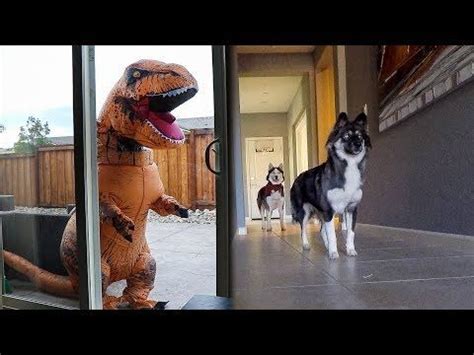 T-Rex Burglar PRANK On My Huskies! - YouTube | My husky, Funny dog videos, Dog gifs