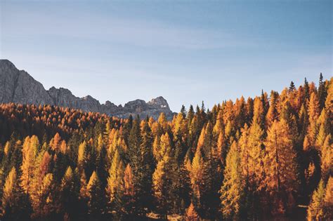 Wallpaper : trees, autumn, mountains 6000x4000 - wallhaven - 1179616 - HD Wallpapers - WallHere