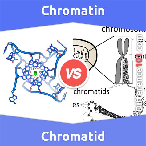 Chromatin vs. Chromatid: 5 Key Differences, Pros & Cons, Similarities | Difference 101