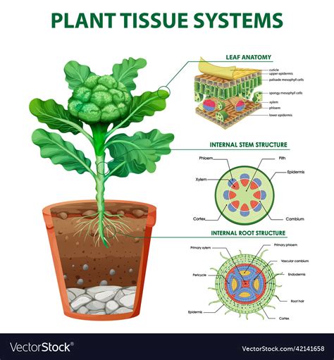 Diagram showing plant tissue systems Royalty Free Vector