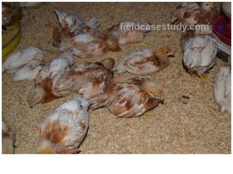 Gumboro diseases, infectious bursal disease symptoms in chickens