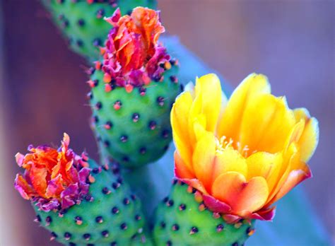 Sonoran Desert Cactus Flower | Cactus flower, Cactus, Flowers