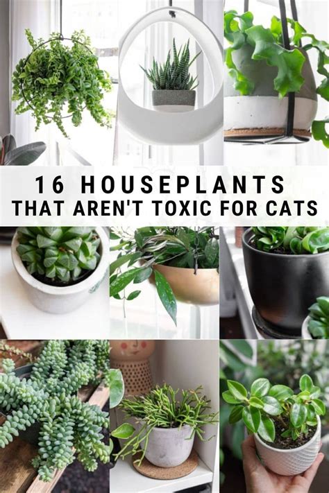 List Of Houseplants For Cats For Small Space | Home decorating Ideas