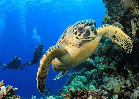 Scuba diving off the Galapagos Islands | Galapagos island | Pinterest