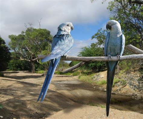 Spix’s Macaw Habitat Purchase and Restoration Project – Parrots International