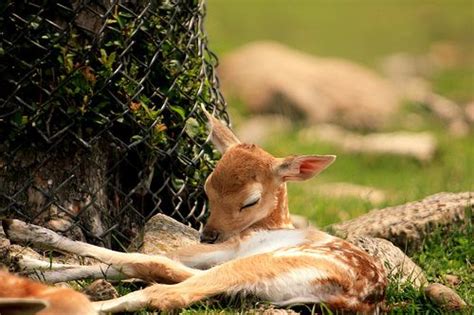 Baby Deer | Animals, Animals beautiful, Cute baby animals