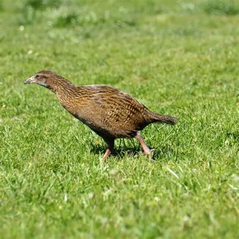 Weka - Facts, Diet, Habitat & Pictures on Animalia.bio