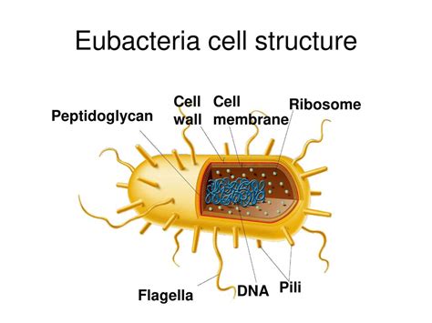 Cells clipart eubacteria, Cells eubacteria Transparent FREE for download on WebStockReview 2024