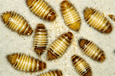 Best Ways to Detect and Treat Carpet Beetles | Acacia Pest Control Geelong