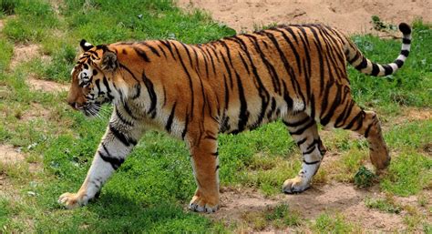 El tigre siberiano sigue en peligro de extinción