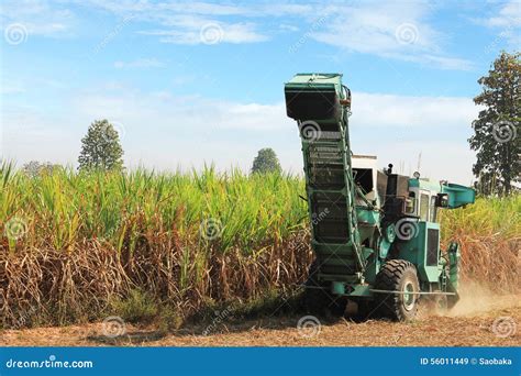 Sugar cane harvesting stock image. Image of sugar, load - 56011449