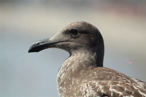 Brown Seagull | Sea birds, Shorebirds, Birds