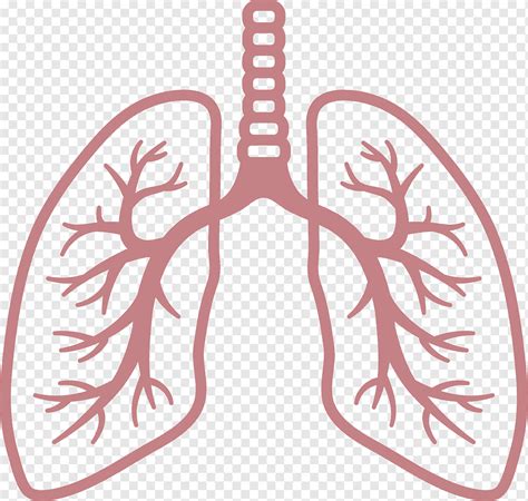 Ilustração de pulmões, sistema respiratório pulmonar Ícones de ...