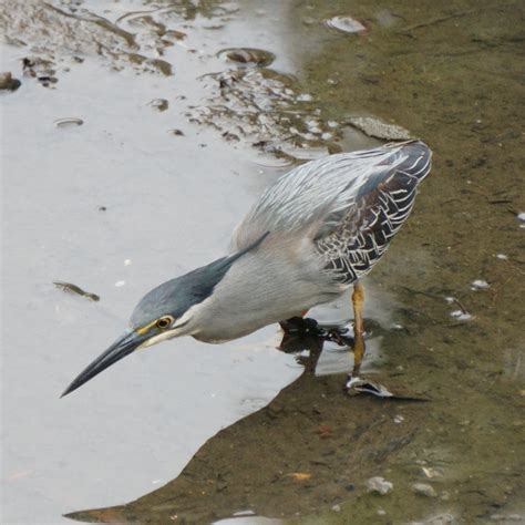 Striated heron - Biodiversity and Environment Database System