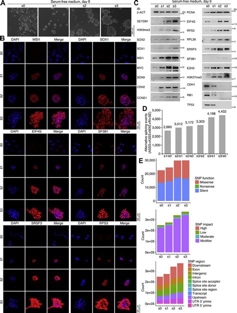 Characterization of property of SW480 cells and cells derived from ...