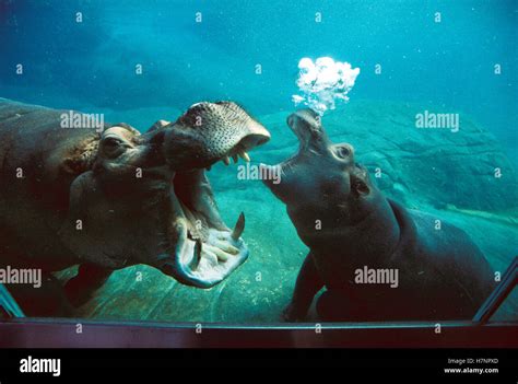 Hippopotamus (Hippopotamus amphibius) mother and baby interacting underwater in tank, native to ...