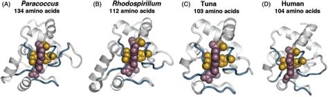 Cytochrome c oxidase structural homology. Comparison of the... | Download Scientific Diagram