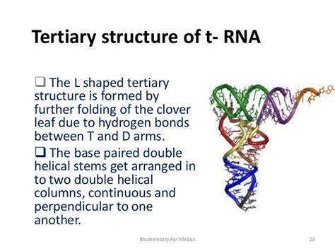 RNA- Structure, Types and Functions