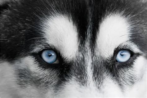 Are Your Husky Eyes Light Blue