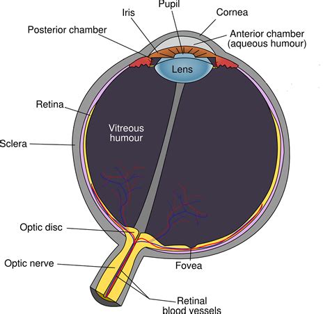 Glaucoma - what is it, who is at risk & how do we treat it