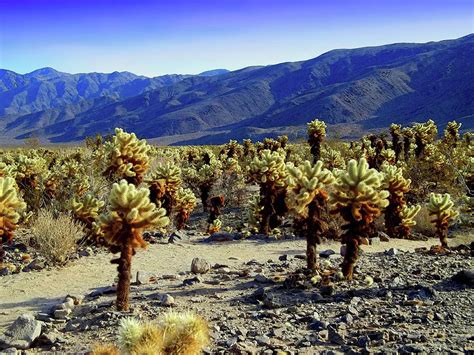 Cholla Cactus Garden Nature Trail - Joshua Tree National Park ...