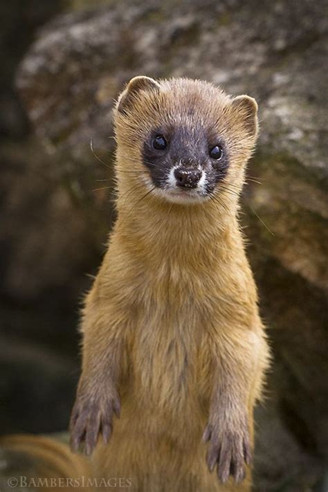 Siberian Weasel | Mustela, Weasel, Zoo animals