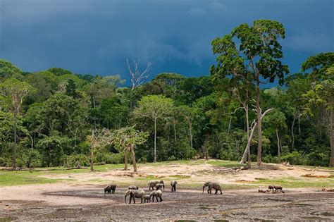 Dzanga Sangha National Park, March 24-31 2017 Group Trip | Group Trips ...