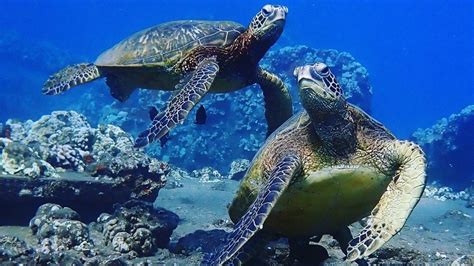 Afternoon Snorkel Tour | Turtles | Maui Diamond Boat Charters