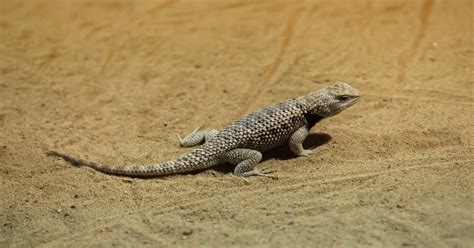 Desert Lizards - Learn About Nature