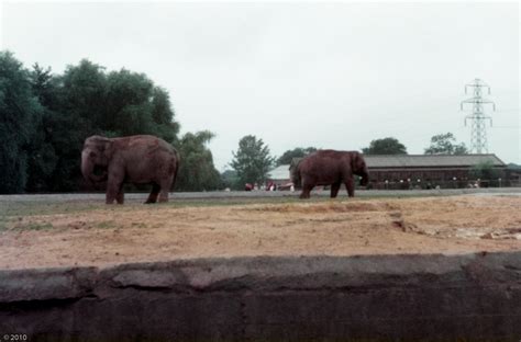 Elephants at Chester Zoo - 1979 - ZooChat