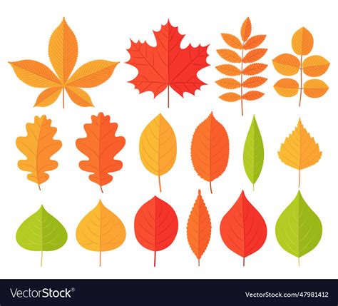 Autumn leaves set of symbols fall leaf Royalty Free Vector