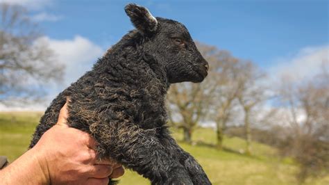 New Herdwick Lambs: May & June On A Herdwick Sheep Farm - The Herdy Company