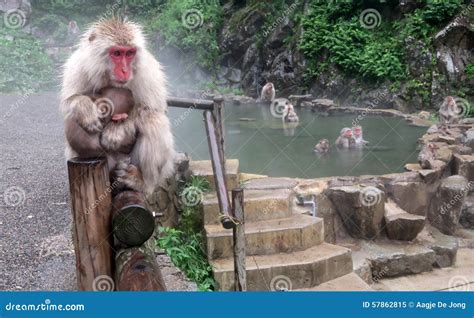 Jigokudani Snow Monkey Park Stock Image - Image of japan, onsen: 57862815