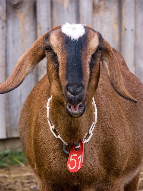 Domestic Nubian Dairy Goat Photograph by Bonnie Sue Rauch - Fine Art America