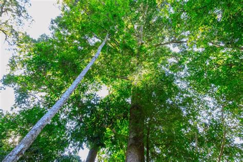 Green forest trees stock image. Image of forest, color - 113195647