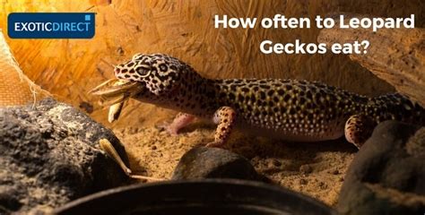 Leopard Gecko food and diet advice - ExoticDirect