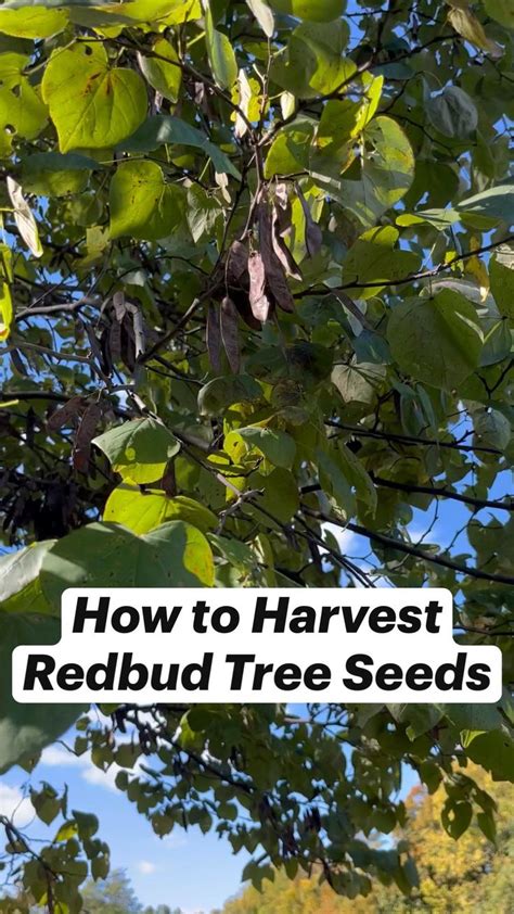 How to Harvest Redbud Tree Seeds | Redbud tree, Tree seeds, Container ...