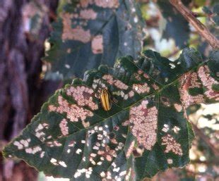 Elm Leaf Beetle Management | Treatment for leaf damage | TREETEC