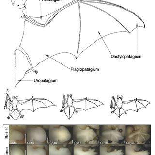 -The anatomy and development of the bat wing (a) Outline of extended ...