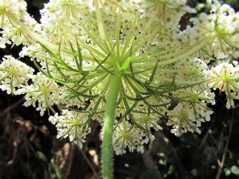 Wild Carrot, Daucus carota