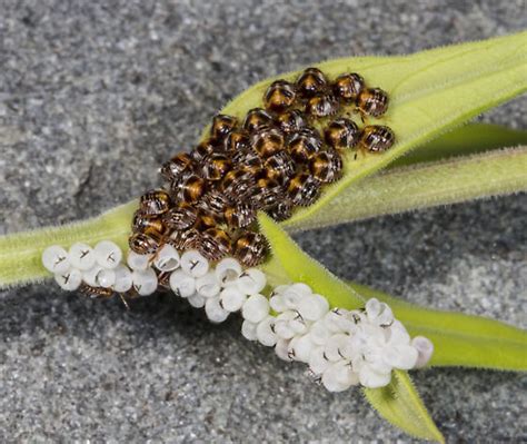 Brown Marmorated Stink Bug Eggs and Larvae - Chinavia hilaris ...