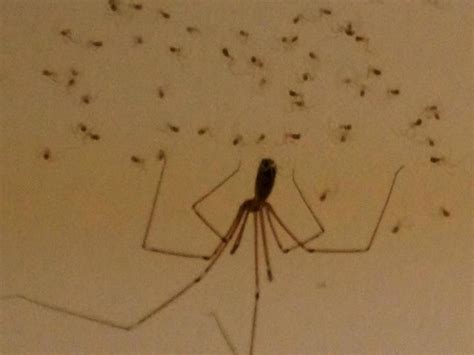 Long-bodied cellar spider with babies. Cellar, Taking Pictures, Animal Pictures, Spider, Babies ...