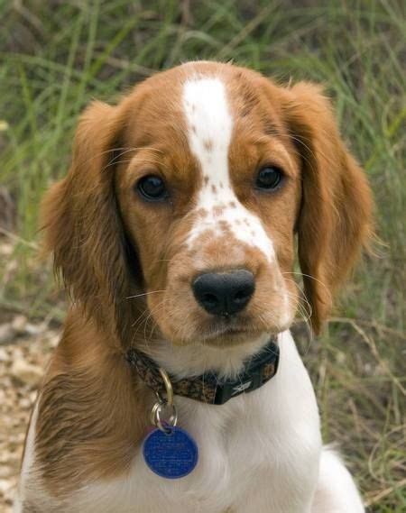 Welsh Springer Spaniel Soooooooooo cute :) | Welsh springer spaniel ...