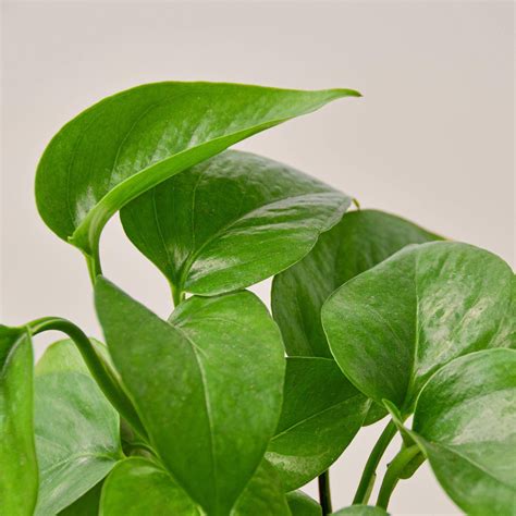 Green Pothos Plant - Pothos Plant