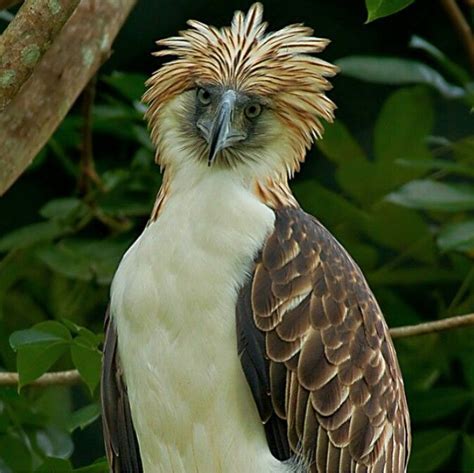 Philippine Eagle | Wild photography, Philippine eagle, Art